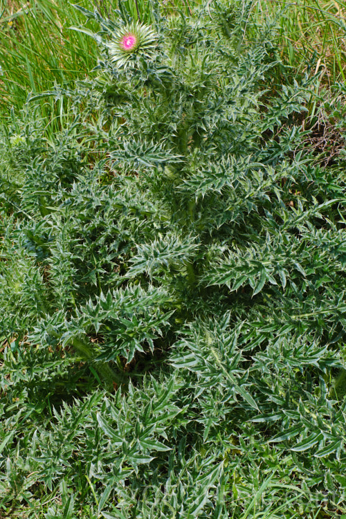 Nodding Thistle or Musk Thistle (<i>Carduus nutans</i>), a biennial thistle native to Eurasia but now a widespread weed in many temperate and subtropical areas of both hemispheres. It can grow to as much as 15m tall, is spiny all-over and the flowerheads are usually nodding, though they can be held horizontal or semi-erect. Order: Asterales, Family: Asteraceae