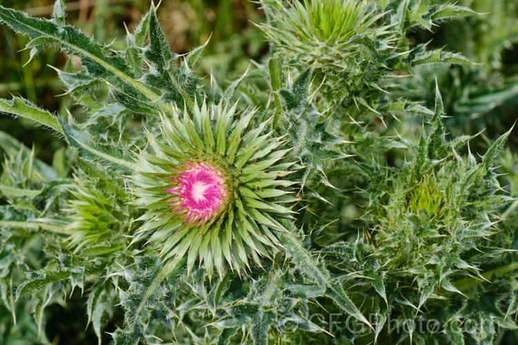 Nodding Thistle or Musk Thistle (<i>Carduus nutans</i>), a biennial thistle native to Eurasia but now a widespread weed in many temperate and subtropical areas of both hemispheres. It can grow to as much as 15m tall, is spiny all-over and the flowerheads are usually nodding, though they can be held horizontal or semi-erect. Order: Asterales, Family: Asteraceae