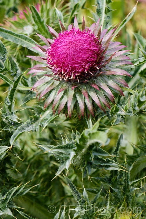 Nodding Thistle or Musk Thistle (<i>Carduus nutans</i>), a biennial thistle native to Eurasia but now a widespread weed in many temperate and subtropical areas of both hemispheres. It can grow to as much as 15m tall, is spiny all-over and the flowerheads are usually nodding, though they can be held horizontal or semi-erect. Order: Asterales, Family: Asteraceae