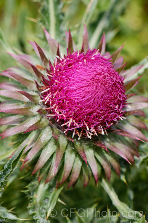 Nodding Thistle or Musk Thistle (<i>Carduus nutans</i>), a biennial thistle native to Eurasia but now a widespread weed in many temperate and subtropical areas of both hemispheres. It can grow to as much as 15m tall, is spiny all-over and the flowerheads are usually nodding, though they can be held horizontal or semi-erect. Order: Asterales, Family: Asteraceae