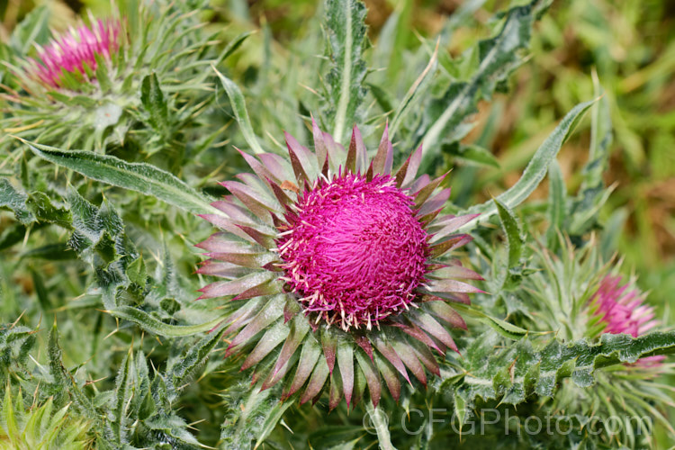 Nodding Thistle or Musk Thistle (<i>Carduus nutans</i>), a biennial thistle native to Eurasia but now a widespread weed in many temperate and subtropical areas of both hemispheres. It can grow to as much as 15m tall, is spiny all-over and the flowerheads are usually nodding, though they can be held horizontal or semi-erect. Order: Asterales, Family: Asteraceae