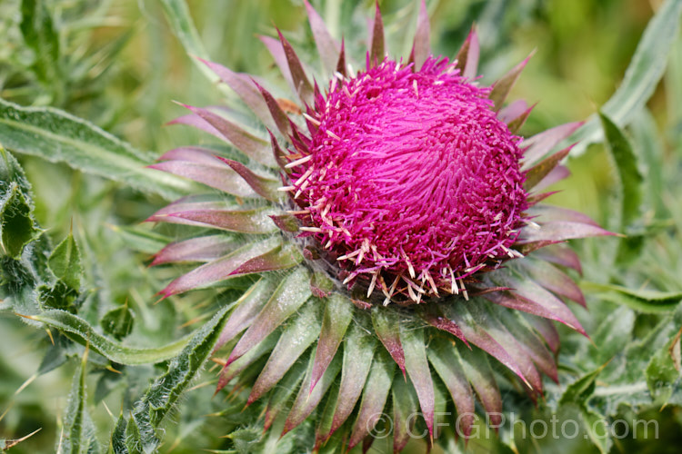 Nodding Thistle or Musk Thistle (<i>Carduus nutans</i>), a biennial thistle native to Eurasia but now a widespread weed in many temperate and subtropical areas of both hemispheres. It can grow to as much as 15m tall, is spiny all-over and the flowerheads are usually nodding, though they can be held horizontal or semi-erect. Order: Asterales, Family: Asteraceae