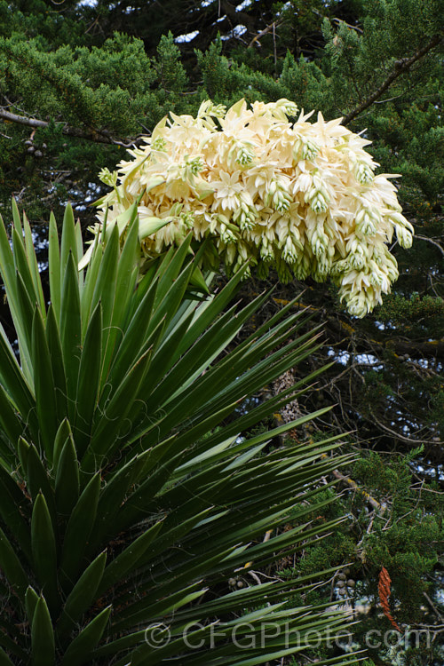 Developing flowerhead of the Giant Spanish Dagger or Giant Dagger (<i>Yucca carnerosana</i>), a tree-like yucca native to northern Mexico and extending into Texas. Its leaves have filaments and it produces huge heads of cream flowers in late spring to early summer.