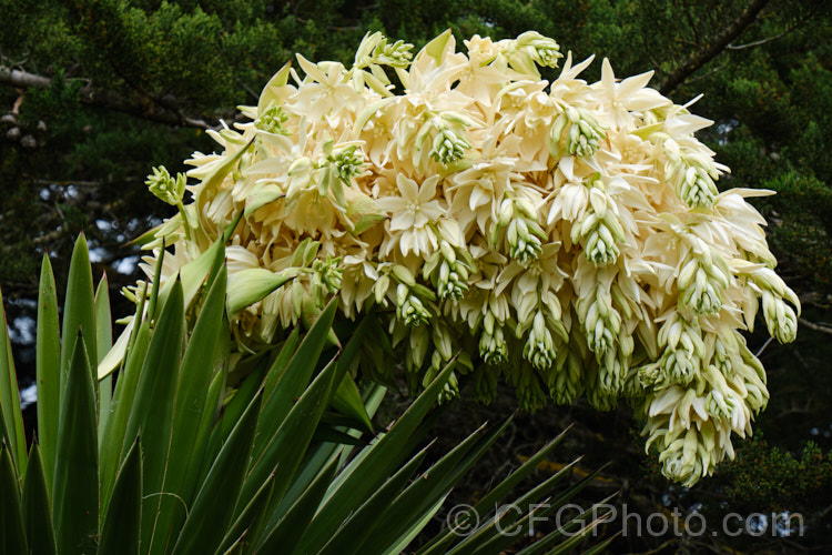 Developing flowerhead of the Giant Spanish Dagger or Giant Dagger (<i>Yucca carnerosana</i>), a tree-like yucca native to northern Mexico and extending into Texas. Its leaves have filaments and it produces huge heads of cream flowers in late spring to early summer.