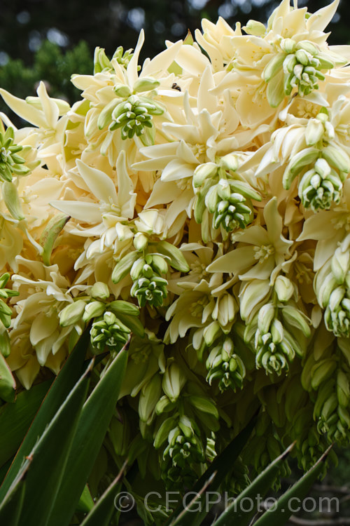 Developing flowerhead of the Giant Spanish Dagger or Giant Dagger (<i>Yucca carnerosana</i>), a tree-like yucca native to northern Mexico and extending into Texas. Its leaves have filaments and it produces huge heads of cream flowers in late spring to early summer.