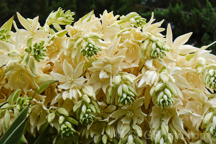 Developing flowerhead of the Giant Spanish Dagger or Giant Dagger (<i>Yucca carnerosana</i>), a tree-like yucca native to northern Mexico and extending into Texas. Its leaves have filaments and it produces huge heads of cream flowers in late spring to early summer.