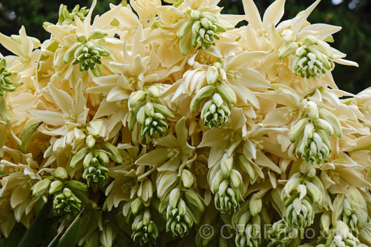 Developing flowerhead of the Giant Spanish Dagger or Giant Dagger (<i>Yucca carnerosana</i>), a tree-like yucca native to northern Mexico and extending into Texas. Its leaves have filaments and it produces huge heads of cream flowers in late spring to early summer.