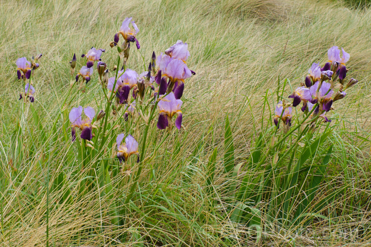 Bearded irises growing in coastal sand dunes. These are naturalised garden escapes. After a few generations most bearded iris hybrids tend towards this coloration.