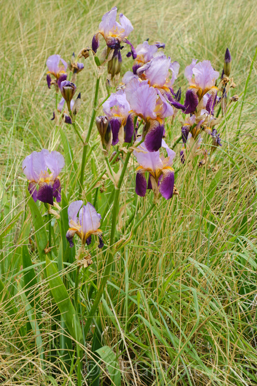 Bearded irises growing in coastal sand dunes. These are naturalised garden escapes. After a few generations most bearded iris hybrids tend towards this coloration.