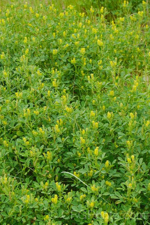 Annual Yellow Sweet-clover, Indian. Sweetclover or Sour. Clover (<i>Melilotus indicus</i>), a Eurasian annual that has now become widely naturalised in the temperate zones. It can grow to 60cm high with a spread of up to 1m. It is sometimes used as a forage or cover crop, but is just as likely to be considered a weed. melilotus-3629htm'>Melilotus.