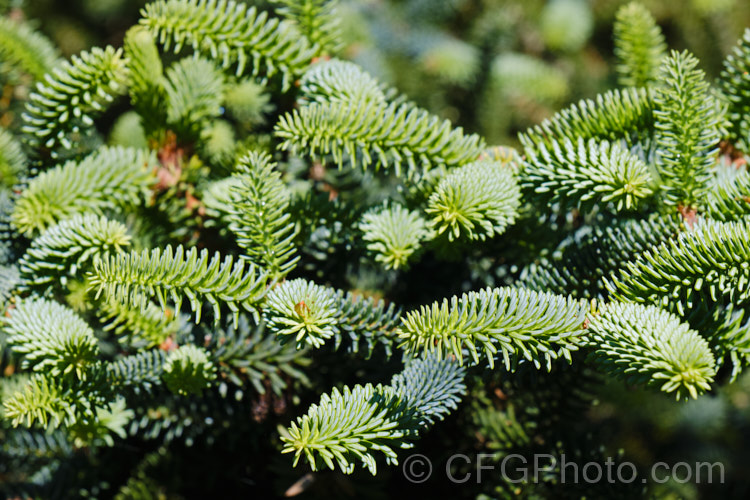 The new spring foliage of the Spanish Fir or Hedgehog Fir (<i>Abies pinsapo</i>), a 35m tall coniferous tree native to southern Spain and northern Morocco. In the southern part of its range, it occurs at elevations of up to 2100m. There are many cultivated forms. Order: Pinales, Family: Pinaceae