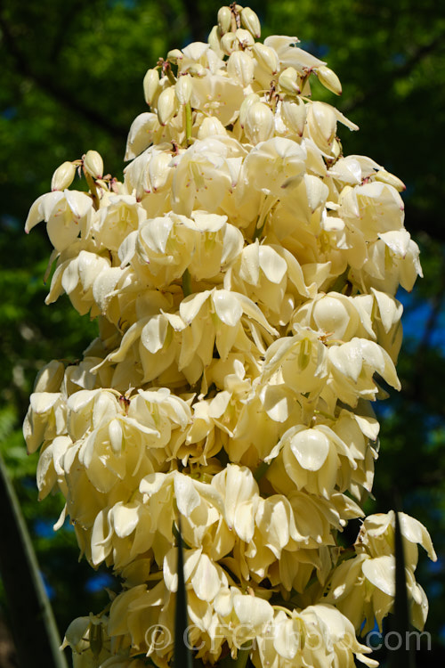 The flowers of Yucca schottii, found in New Mexico and southern Arizona, this yucca has blue-green foliage and its trunk can be up to 5m tall It has a 75cm inflorescence of 5cm wide white flowers that open in mainly autumn but which can occur at any time after rain.