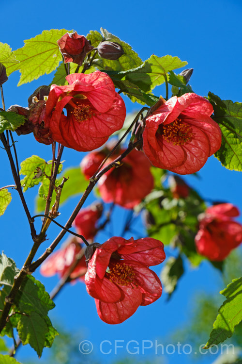 <i>Abutilon x hybridum</i> 'Emperor', a tall orange-red flowered abutilon. Formerly known as <i>Abutilon x darwinii</i>, the origins of these hybrids are unclear, though <i>Abutilon pictum</i> is present in their parentage. Most grow to around 2.4m high and wide and flower continuously in mild climates, though 'Emperor' can exceed 3m tall Order: Malvales, Family: Malvaceae