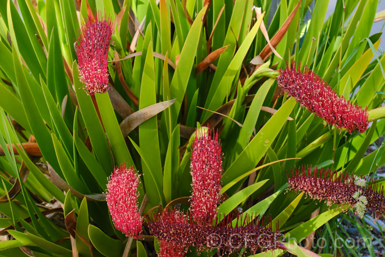 Poor. Knights. Lily (<i>Xeronema callistemon</i>), an evergreen perennial of the lily family with a natural distribution restricted to the Poor. Knights and HenIslands off northeast New Zealand Its red one-sided bottlebrush-style flowers open from late spring. xeronema-3666htm'>Xeronema. <a href='xeronemataceae-plant-family-photoshtml'>Xeronemataceae</a>.