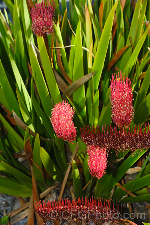 Poor. Knights. Lily (<i>Xeronema callistemon</i>), an evergreen perennial of the lily family with a natural distribution restricted to the Poor. Knights and HenIslands off northeast New Zealand Its red one-sided bottlebrush-style flowers open from late spring. xeronema-3666htm'>Xeronema. <a href='xeronemataceae-plant-family-photoshtml'>Xeronemataceae</a>.