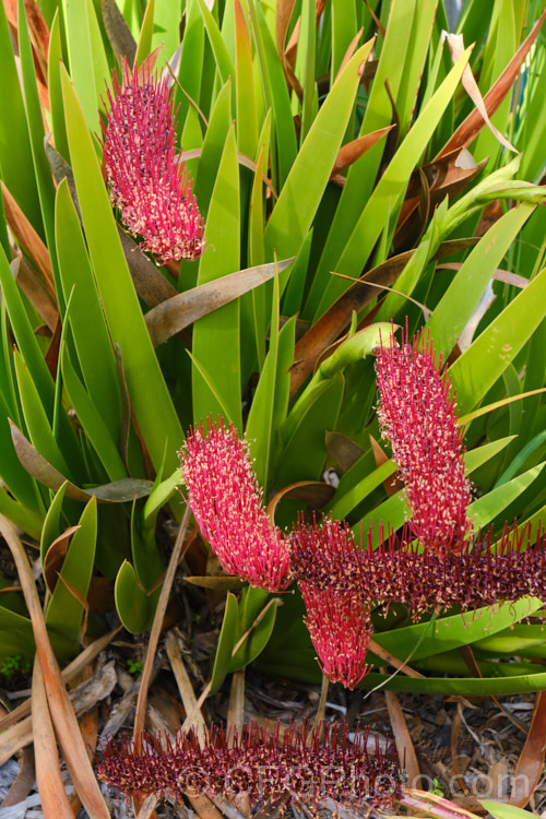 Poor. Knights. Lily (<i>Xeronema callistemon</i>), an evergreen perennial of the lily family with a natural distribution restricted to the Poor. Knights and HenIslands off northeast New Zealand Its red one-sided bottlebrush-style flowers open from late spring. xeronema-3666htm'>Xeronema. <a href='xeronemataceae-plant-family-photoshtml'>Xeronemataceae</a>.