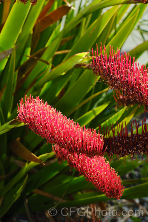 Poor. Knights. Lily (<i>Xeronema callistemon</i>), an evergreen perennial of the lily family with a natural distribution restricted to the Poor. Knights and HenIslands off northeast New Zealand Its red one-sided bottlebrush-style flowers open from late spring. xeronema-3666htm'>Xeronema. <a href='xeronemataceae-plant-family-photoshtml'>Xeronemataceae</a>.