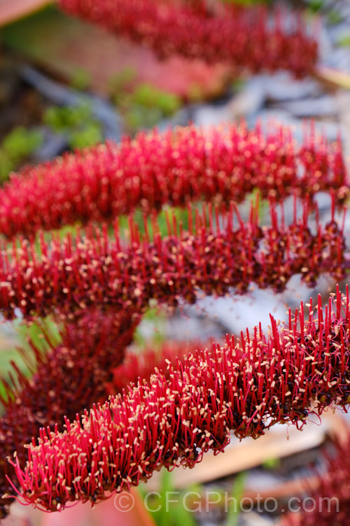 Poor. Knights. Lily (<i>Xeronema callistemon</i>), an evergreen perennial of the lily family with a natural distribution restricted to the Poor. Knights and HenIslands off northeast New Zealand Its red one-sided bottlebrush-style flowers open from late spring. xeronema-3666htm'>Xeronema. <a href='xeronemataceae-plant-family-photoshtml'>Xeronemataceae</a>.