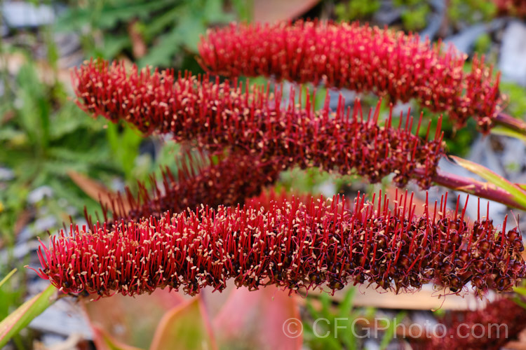 Poor. Knights. Lily (<i>Xeronema callistemon</i>), an evergreen perennial of the lily family with a natural distribution restricted to the Poor. Knights and HenIslands off northeast New Zealand Its red one-sided bottlebrush-style flowers open from late spring. xeronema-3666htm'>Xeronema. <a href='xeronemataceae-plant-family-photoshtml'>Xeronemataceae</a>.