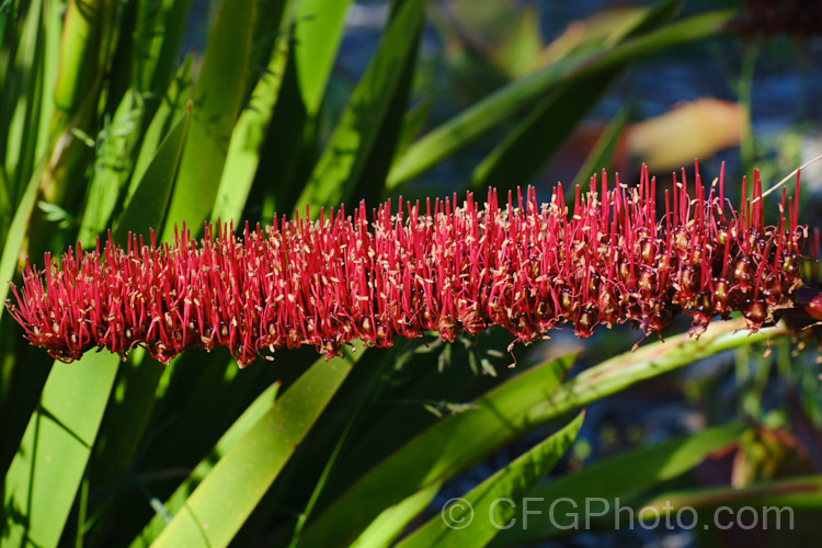 Poor. Knights. Lily (<i>Xeronema callistemon</i>), an evergreen perennial of the lily family with a natural distribution restricted to the Poor. Knights and HenIslands off northeast New Zealand Its red one-sided bottlebrush-style flowers open from late spring. xeronema-3666htm'>Xeronema. <a href='xeronemataceae-plant-family-photoshtml'>Xeronemataceae</a>.