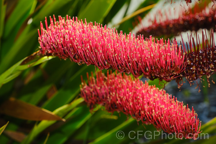 Poor. Knights. Lily (<i>Xeronema callistemon</i>), an evergreen perennial of the lily family with a natural distribution restricted to the Poor. Knights and HenIslands off northeast New Zealand Its red one-sided bottlebrush-style flowers open from late spring. xeronema-3666htm'>Xeronema. <a href='xeronemataceae-plant-family-photoshtml'>Xeronemataceae</a>.