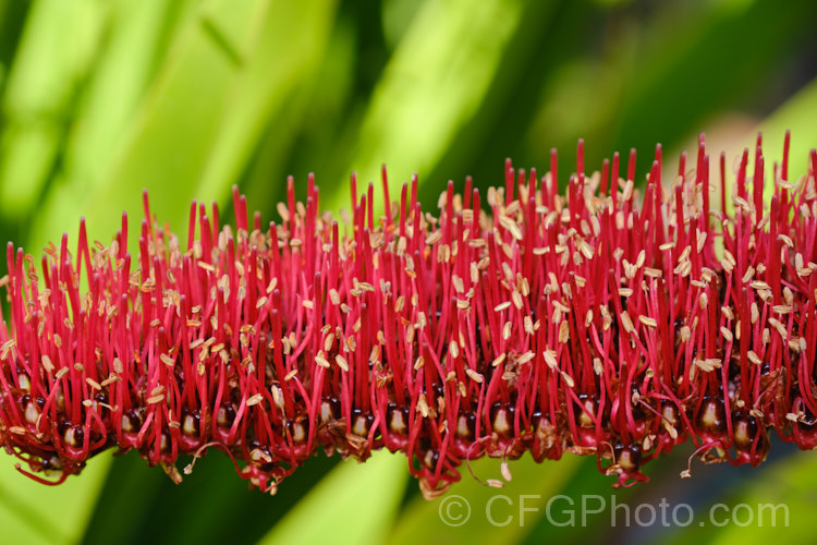 Poor. Knights. Lily (<i>Xeronema callistemon</i>), an evergreen perennial of the lily family with a natural distribution restricted to the Poor. Knights and HenIslands off northeast New Zealand Its red one-sided bottlebrush-style flowers open from late spring. xeronema-3666htm'>Xeronema. <a href='xeronemataceae-plant-family-photoshtml'>Xeronemataceae</a>.