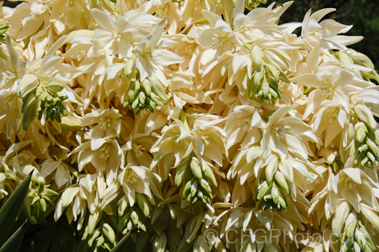 The flowers of Giant Spanish Dagger or Giant Dagger (<i>Yucca carnerosana</i>), a tree-like yucca native to northern Mexico and extending into Texas. Its leaves have filaments and it produces these huge heads of cream flowers in late spring to early summer.