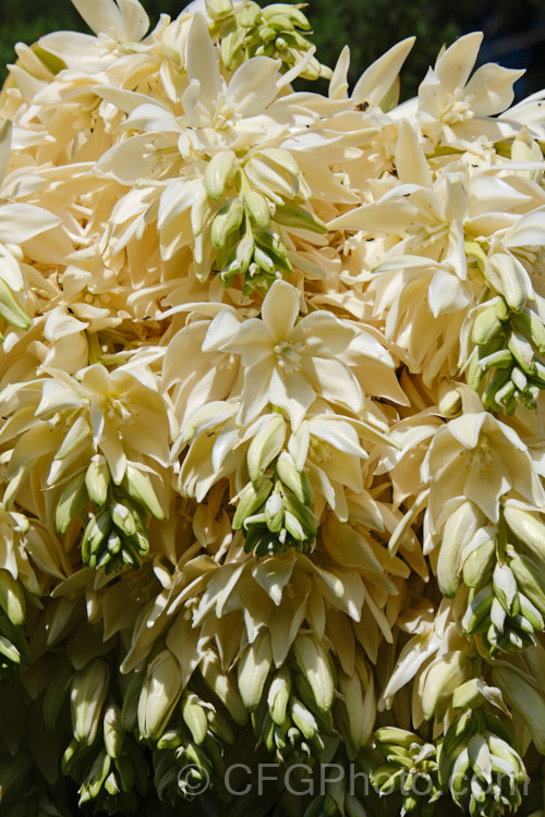 The flowers of Giant Spanish Dagger or Giant Dagger (<i>Yucca carnerosana</i>), a tree-like yucca native to northern Mexico and extending into Texas. Its leaves have filaments and it produces these huge heads of cream flowers in late spring to early summer.