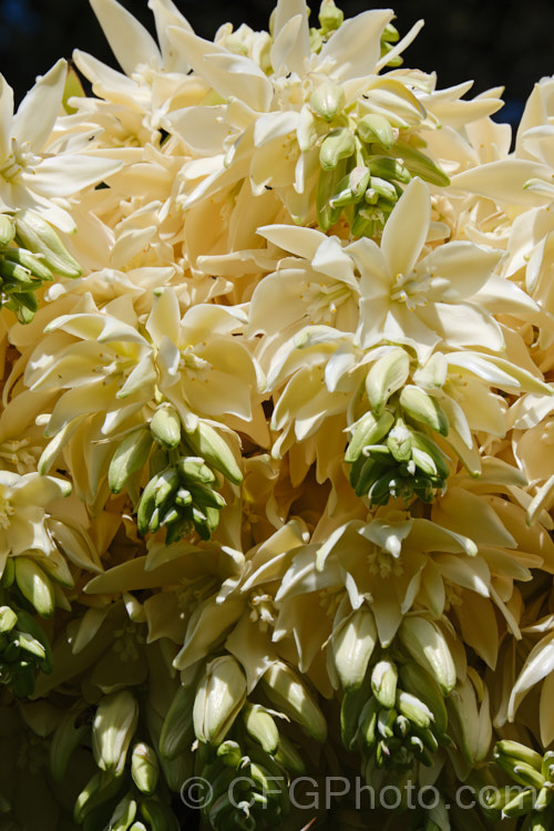 The flowers of Giant Spanish Dagger or Giant Dagger (<i>Yucca carnerosana</i>), a tree-like yucca native to northern Mexico and extending into Texas. Its leaves have filaments and it produces these huge heads of cream flowers in late spring to early summer.