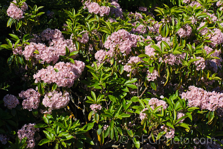 Kalmia latifolia 'Carousel', a purple-red and white-flowered cultivar of the Calico. Bush, a very hardy, spring-flowering, evergreen shrub native to eastern North America. A member of the erica family, it thrives in cool moist conditions with humus-rich acid soil. Its flowers, which are usually pale pink, are very dainty, resembling cake decoration buds. The flower stems are covered with sticky hairs that tend to trap a multitude of small creatures. kalmia-2456htm'>Kalmia. Order: Ericales, Family: Ericaceae