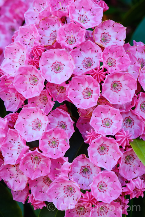 Kalmia latifolia 'Sarah', a deep pinkish red and white-flowered cultivar of the Calico. Bush, a very hardy, spring-flowering, evergreen shrub native to eastern North America. A member of the erica family, it thrives in cool moist conditions with humus-rich acid soil. Its flowers, which are usually pale pink, are very dainty, resembling cake decoration buds. The flower stems are covered with sticky hairs that tend to trap a multitude of small creatures. It was developed by Dr. Richard. Jaynes of Connecticut. University. kalmia-2456htm'>Kalmia. Order: Ericales, Family: Ericaceae