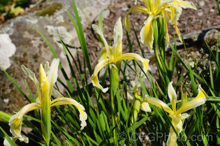 Iris kerneriana, a rhizomatous, late spring- to early-summer-flowering iris native to Turkey. The flowers are mildly scented, are borne on stems that can be over 40cm tall, and are in pairs, with sometimes up to four flowers on a stem. The foliage is fine and grassy.