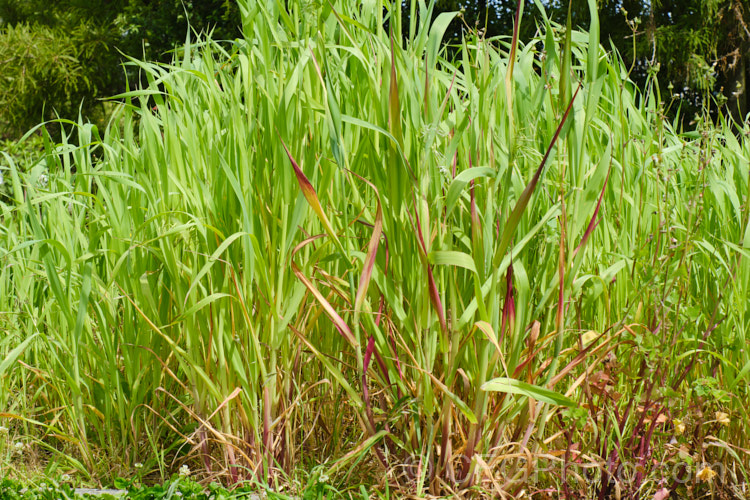 False Oat. Grass, Tall Oat. Grass or Onion. Twitch (<i>Arrhenatherum elatius</i>), a perennial Eurasian grass that can grow to 15m tall, flowering mainly in summer and autumn. It is widely naturalised and can be found in pastures and is sometimes grown as an ornamental. Subspecies bulbosum has bulb-like rhizomes and is capable of surviving in harsher environments, such as coastal dunes. arrhenatherum-3609htm'>Arrhenantherum. .