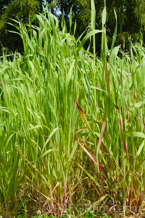 False Oat. Grass, Tall Oat. Grass or Onion. Twitch (<i>Arrhenatherum elatius</i>), a perennial Eurasian grass that can grow to 15m tall, flowering mainly in summer and autumn. It is widely naturalised and can be found in pastures and is sometimes grown as an ornamental. Subspecies bulbosum has bulb-like rhizomes and is capable of surviving in harsher environments, such as coastal dunes. arrhenatherum-3609htm'>Arrhenantherum. .