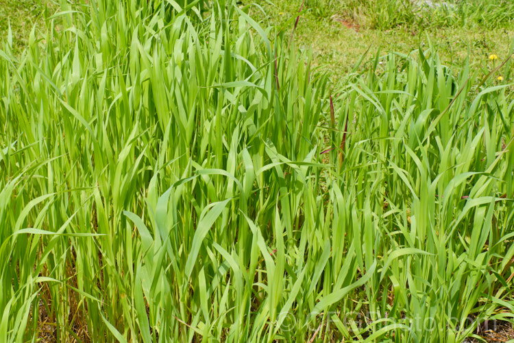 False Oat. Grass, Tall Oat. Grass or Onion. Twitch (<i>Arrhenatherum elatius</i>), a perennial Eurasian grass that can grow to 15m tall, flowering mainly in summer and autumn. It is widely naturalised and can be found in pastures and is sometimes grown as an ornamental. Subspecies bulbosum has bulb-like rhizomes and is capable of surviving in harsher environments, such as coastal dunes. arrhenatherum-3609htm'>Arrhenantherum. .