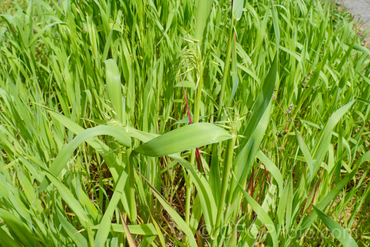 False Oat. Grass, Tall Oat. Grass or Onion. Twitch (<i>Arrhenatherum elatius</i>), a perennial Eurasian grass that can grow to 15m tall, flowering mainly in summer and autumn. It is widely naturalised and can be found in pastures and is sometimes grown as an ornamental. Subspecies bulbosum has bulb-like rhizomes and is capable of surviving in harsher environments, such as coastal dunes. arrhenatherum-3609htm'>Arrhenantherum. .