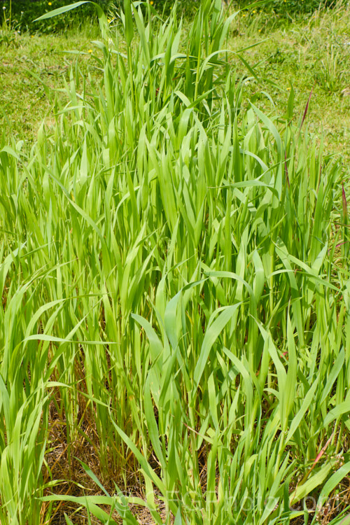 False Oat. Grass, Tall Oat. Grass or Onion. Twitch (<i>Arrhenatherum elatius</i>), a perennial Eurasian grass that can grow to 15m tall, flowering mainly in summer and autumn. It is widely naturalised and can be found in pastures and is sometimes grown as an ornamental. Subspecies bulbosum has bulb-like rhizomes and is capable of surviving in harsher environments, such as coastal dunes. arrhenatherum-3609htm'>Arrhenantherum. .