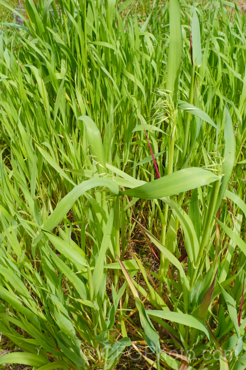 False Oat. Grass, Tall Oat. Grass or Onion. Twitch (<i>Arrhenatherum elatius</i>), a perennial Eurasian grass that can grow to 15m tall, flowering mainly in summer and autumn. It is widely naturalised and can be found in pastures and is sometimes grown as an ornamental. Subspecies bulbosum has bulb-like rhizomes and is capable of surviving in harsher environments, such as coastal dunes. arrhenatherum-3609htm'>Arrhenantherum. .