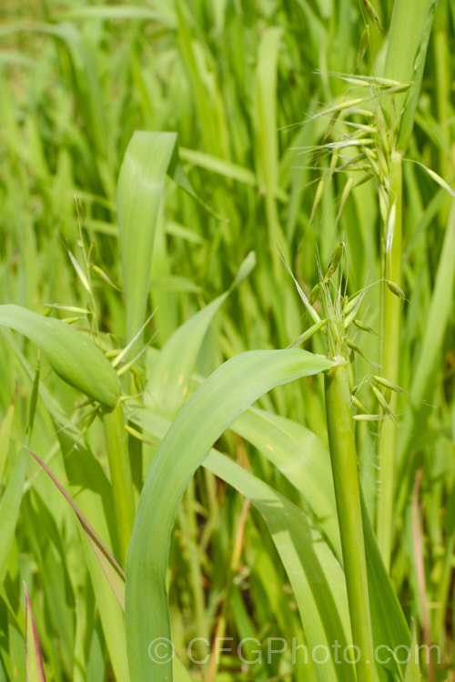 False Oat. Grass, Tall Oat. Grass or Onion. Twitch (<i>Arrhenatherum elatius</i>), a perennial Eurasian grass that can grow to 15m tall, flowering mainly in summer and autumn. It is widely naturalised and can be found in pastures and is sometimes grown as an ornamental. Subspecies bulbosum has bulb-like rhizomes and is capable of surviving in harsher environments, such as coastal dunes. arrhenatherum-3609htm'>Arrhenantherum. .