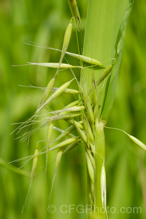 False Oat. Grass, Tall Oat. Grass or Onion. Twitch (<i>Arrhenatherum elatius</i>), a perennial Eurasian grass that can grow to 15m tall, flowering mainly in summer and autumn. It is widely naturalised and can be found in pastures and is sometimes grown as an ornamental. Subspecies bulbosum has bulb-like rhizomes and is capable of surviving in harsher environments, such as coastal dunes. arrhenatherum-3609htm'>Arrhenantherum. .