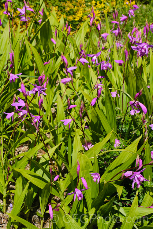 Chinese Ground. Orchid (<i>Bletilla striata</i>), a hardy terrestrial orchid native to Japan, China and Tibet. It flowers in late spring and early summer and naturalises well in reasonably mild climates