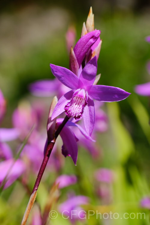 Chinese Ground. Orchid (<i>Bletilla striata</i>), a hardy terrestrial orchid native to Japan, China and Tibet. It flowers in late spring and early summer and naturalises well in reasonably mild climates