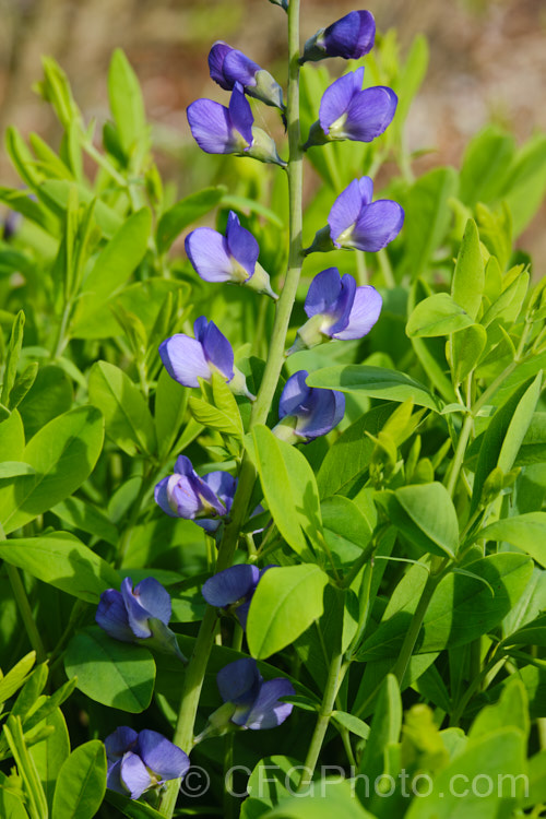 Blue False Indigo (<i>Baptisia australis</i>), a 15m tall, late spring- to summer-flowering perennial from the eastern United States. baptisia-2594htm'>Baptisia.