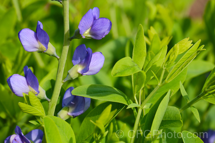 Blue False Indigo (<i>Baptisia australis</i>), a 15m tall, late spring- to summer-flowering perennial from the eastern United States. baptisia-2594htm'>Baptisia.