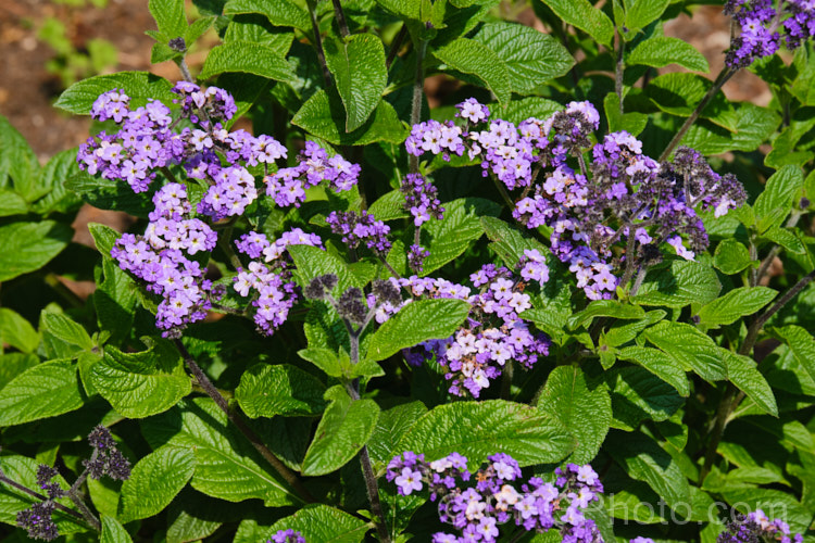 Cherry Pie or Heliotrope (<i>Heliotropium arborescens</i>), a perennial or subshrub that can reach 2m tall. Native to Peru, it is frost-tender and often treated as a summer annual. Order: Boraginales, Family: Boraginaceae