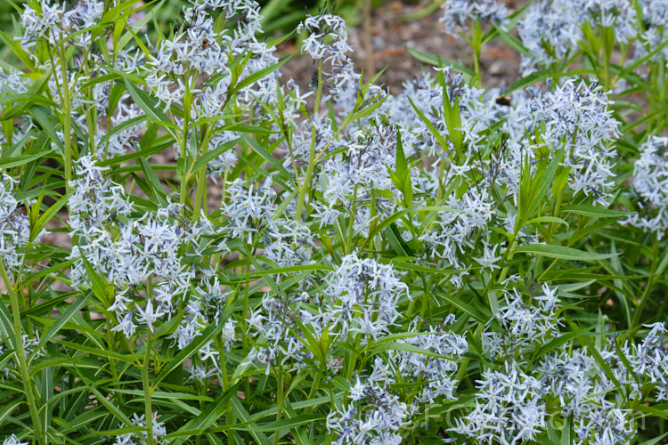 Blue Star (<i>Amsonia tabernaemontana</i>), a 1m tall, multi-stemmed, clump-forming perennial native to the south-eastern United States. It flowers from late spring. Order: Gentianales, Family: Apocynaceae