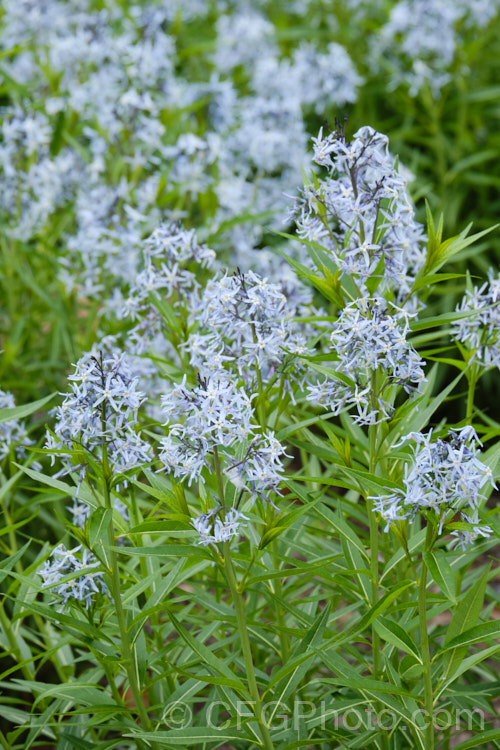 Blue Star (<i>Amsonia tabernaemontana</i>), a 1m tall, multi-stemmed, clump-forming perennial native to the south-eastern United States. It flowers from late spring. Order: Gentianales, Family: Apocynaceae