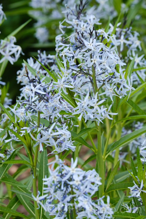 Blue Star (<i>Amsonia tabernaemontana</i>), a 1m tall, multi-stemmed, clump-forming perennial native to the south-eastern United States. It flowers from late spring. Order: Gentianales, Family: Apocynaceae