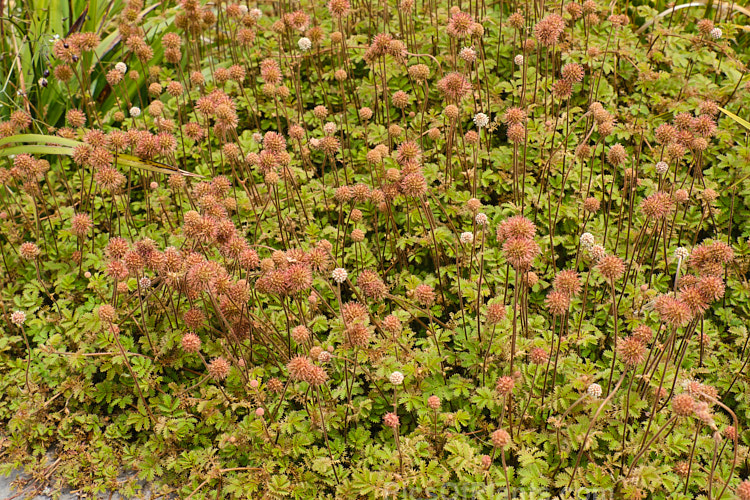 Piripiri (<i>Acaena anserinifolia</i>), a prostrate, spreading, evergreen groundcover. It is native to New Zealand, where it occurs over much of the country. Its heads of tiny white flowers are followed by tan-coloured burrs. Order: Rosales, Family: Rosaceae