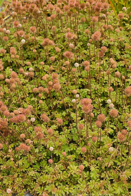 Piripiri (<i>Acaena anserinifolia</i>), a prostrate, spreading, evergreen groundcover. It is native to New Zealand, where it occurs over much of the country. Its heads of tiny white flowers are followed by tan-coloured burrs. Order: Rosales, Family: Rosaceae